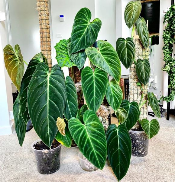 大型好养的盆栽植物有哪些「大型好养的盆栽植物有哪些图片」