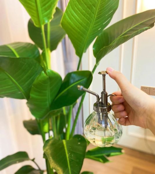 大型好养的盆栽植物有哪些「大型好养的盆栽植物有哪些图片」