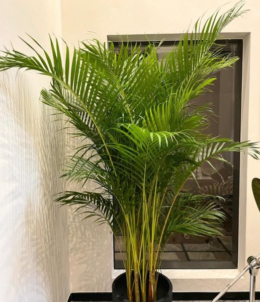 大型好养的盆栽植物有哪些「大型好养的盆栽植物有哪些图片」