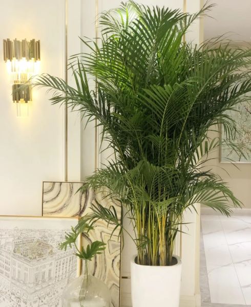 大型好养的盆栽植物有哪些「大型好养的盆栽植物有哪些图片」