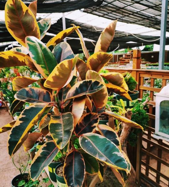 大型好养的盆栽植物有哪些「大型好养的盆栽植物有哪些图片」
