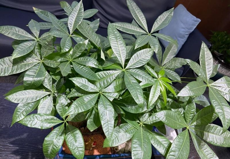 大型好养的盆栽植物有哪些「大型好养的盆栽植物有哪些图片」
