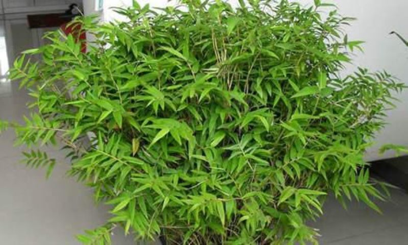 大型散尾葵凤尾竹怎么养「大型散尾葵凤尾竹怎么养殖」