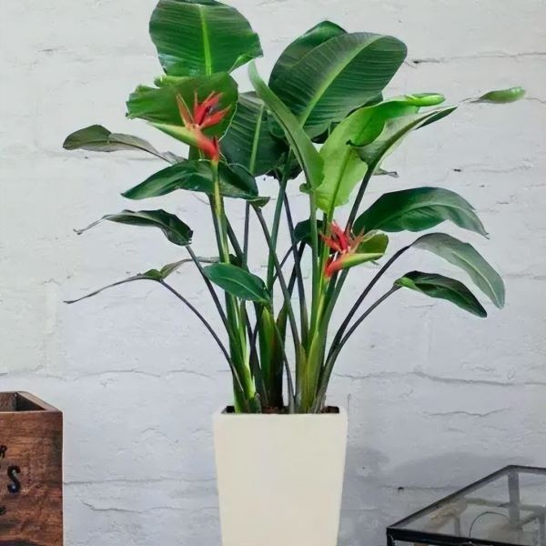 大型盆栽植物有哪些「大型盆栽植物有哪些好养活」