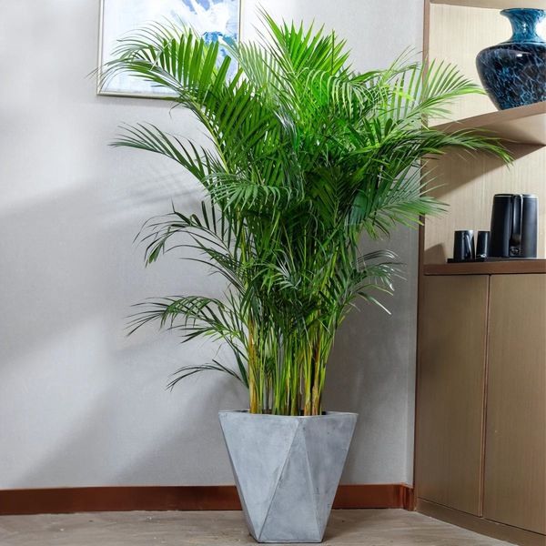 大型盆栽植物有哪些「大型盆栽植物有哪些好养活」