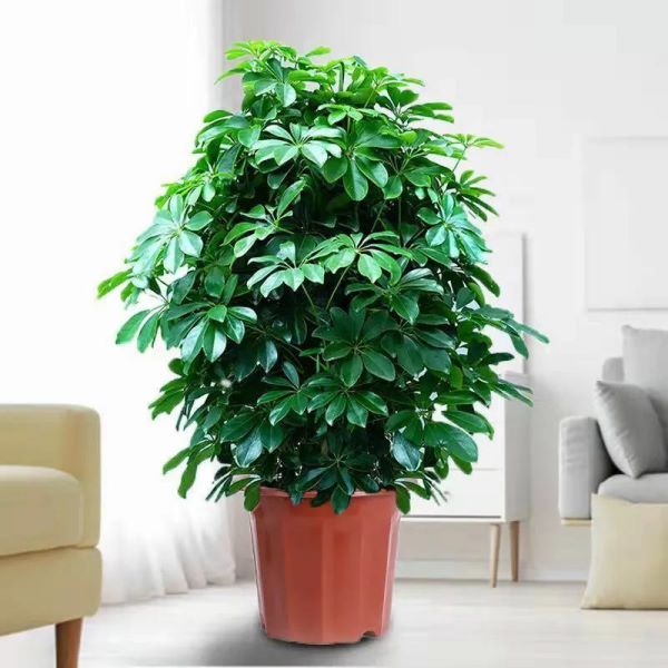 大型盆栽植物有哪些「大型盆栽植物有哪些好养活」