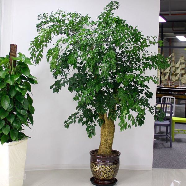 大型盆栽植物有哪些「大型盆栽植物有哪些好养活」