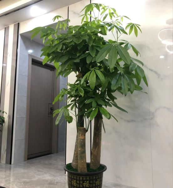 大型绿植哪个最好养「大型绿植哪个最好养图片」