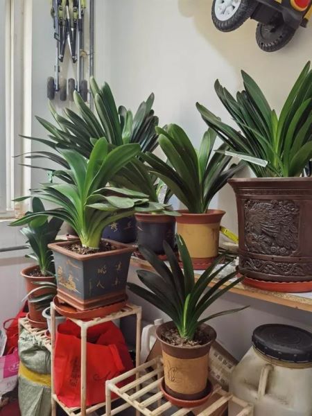 大型绿植有哪些「大型绿植有哪些品种」