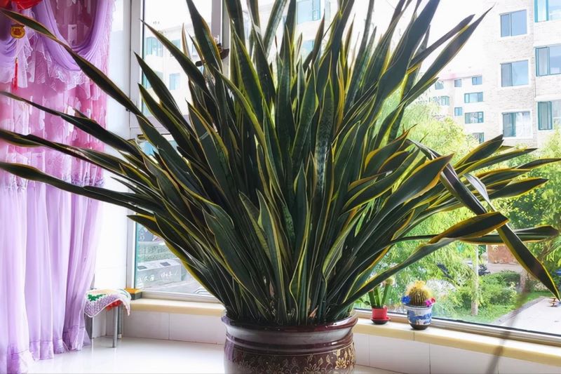 大型绿植有哪些「大型绿植有哪些品种」