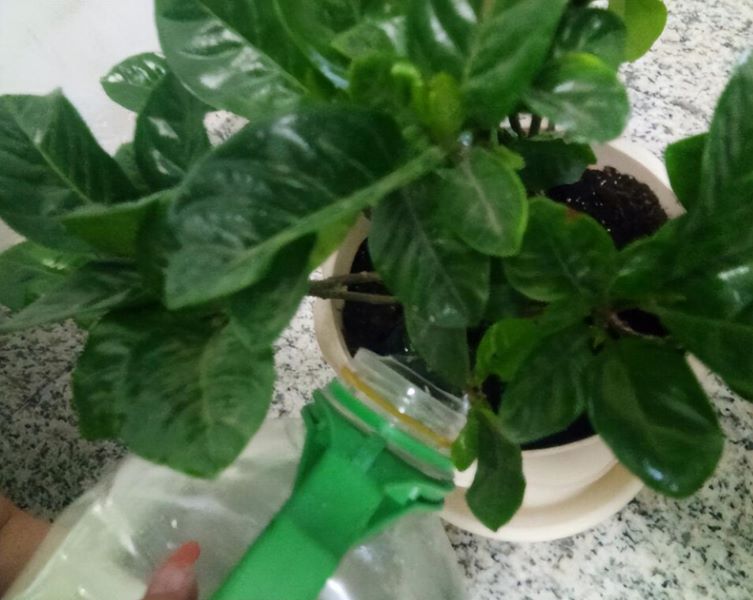 大栀子花怎样养护和管理「大栀子花怎样养护和管理视频」