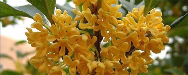 大桂花树几月份移栽最好「大桂花树几月份移栽最好活」