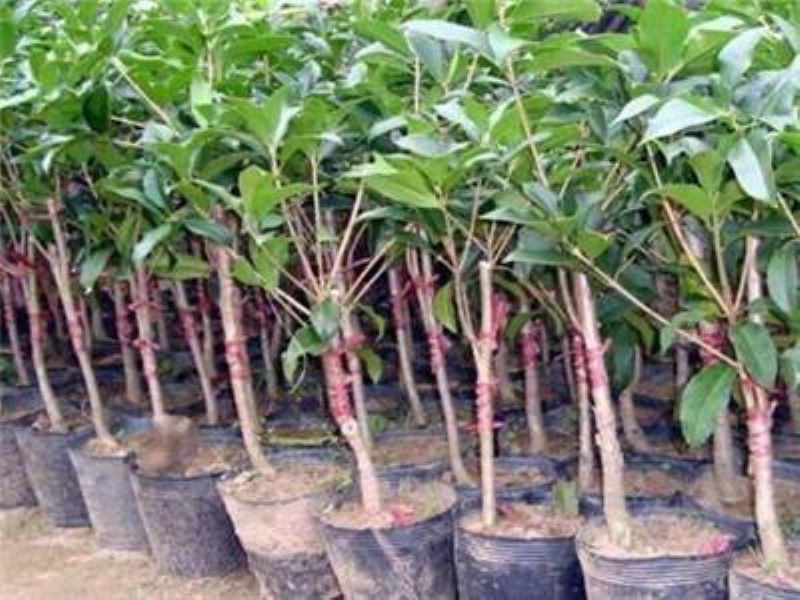 大桂花树几月份移栽最好「大桂花树几月份移栽最好活」