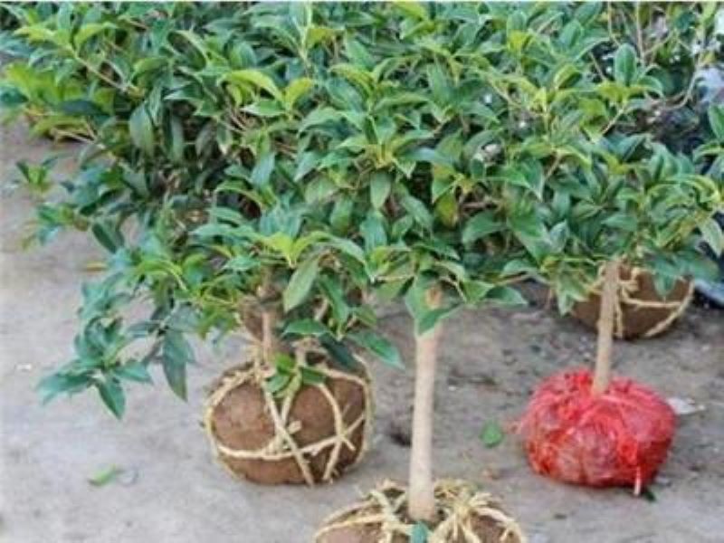 大桂花树几月份移栽最好「大桂花树几月份移栽最好活」
