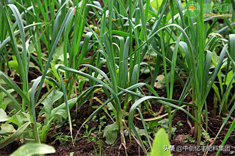 大棚大蒜什么时候种植「大棚大蒜什么时候种植技术」