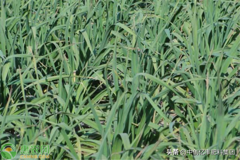 大棚大蒜什么时候种植「大棚大蒜什么时候种植技术」