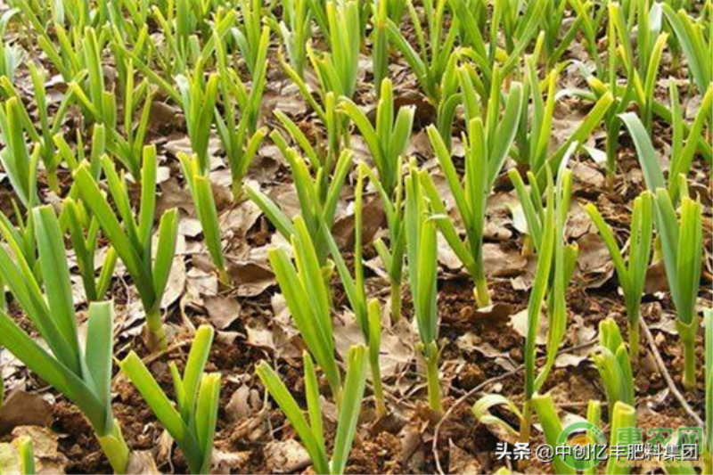 大棚大蒜什么时候种植「大棚大蒜什么时候种植技术」