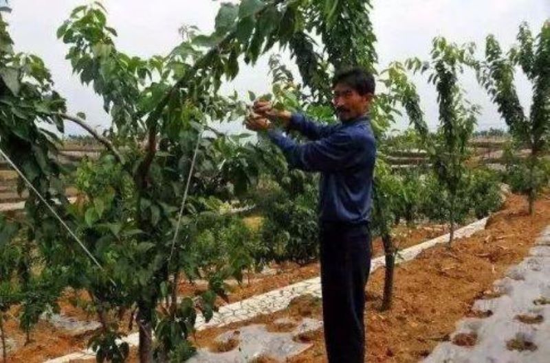 大樱桃树秋季施什么肥最好「大樱桃树秋季施什么肥最好视频」