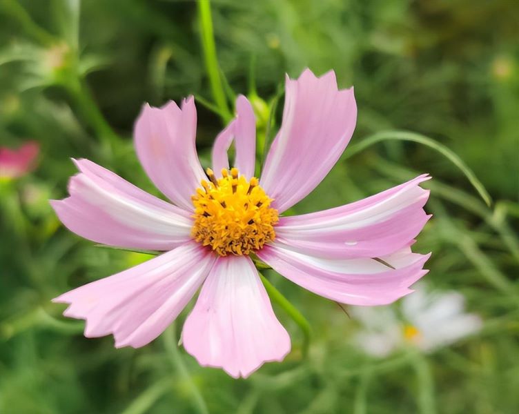 大波斯菊什么时候播种「大波斯菊什么时候播种最好」