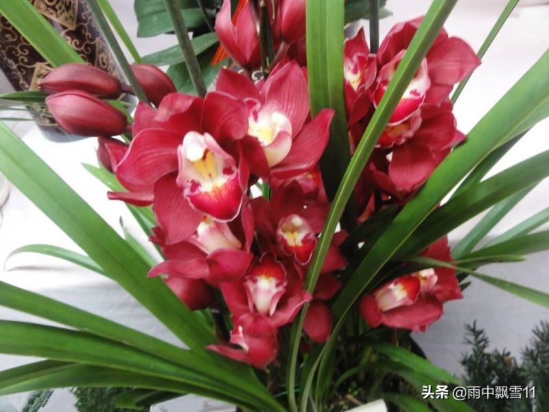 大花惠兰盆栽怎么养「大花惠兰盆栽怎么养护」