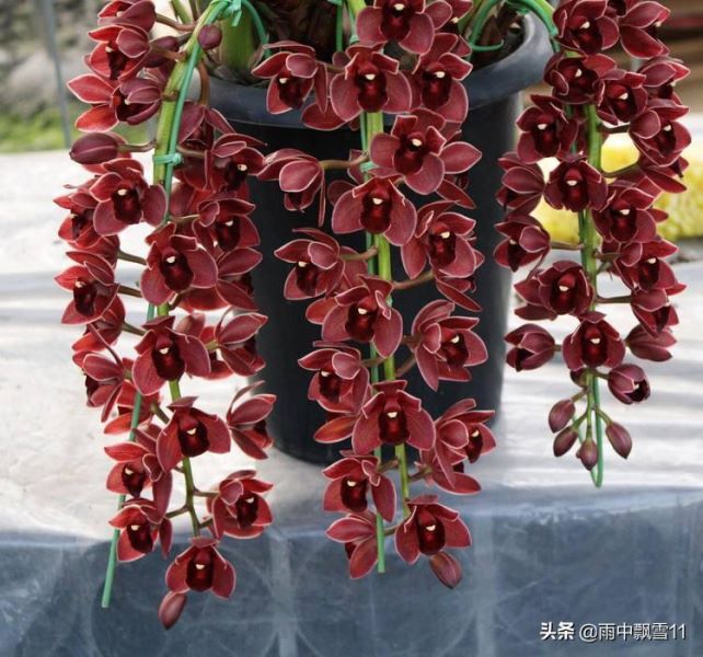 大花惠兰盆栽怎么养「大花惠兰盆栽怎么养护」