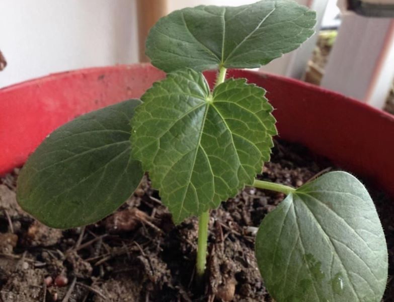 大花秋葵的种植方法是什么「大花秋葵的种植方法是什么呢」