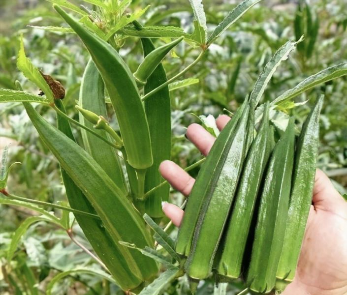 大花秋葵的种植方法是什么「大花秋葵的种植方法是什么呢」