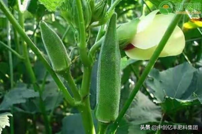 大花秋葵种子什么时候播种「大花秋葵种子什么时候播种最好」