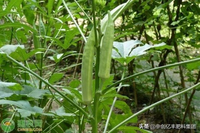 大花秋葵种子什么时候播种「大花秋葵种子什么时候播种最好」