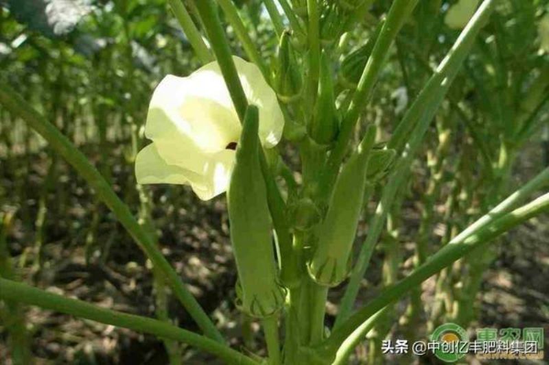 大花秋葵种子什么时候播种「大花秋葵种子什么时候播种最好」
