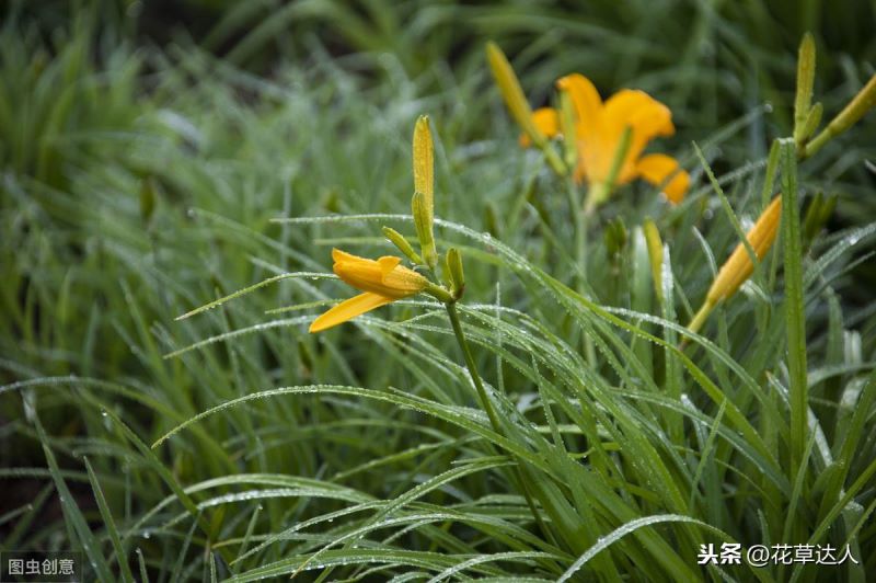 大花萱草冬天能种植吗「大花萱草冬天能种植吗视频」