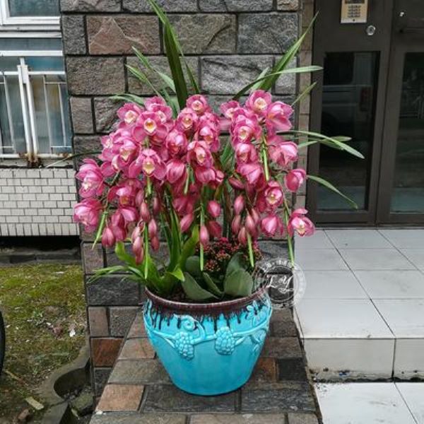 大花蕙兰如何养「大花蕙兰如何养能年年开花」