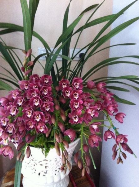 大花蕙兰开花后的养护和管理「大花蕙兰开花后的养护和管理方法」