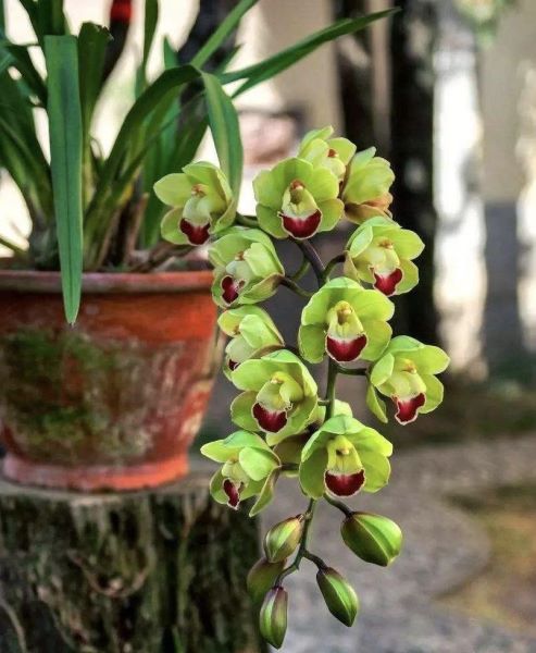 大花蕙兰开花后的养护和管理「大花蕙兰开花后的养护和管理方法」