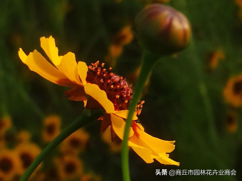 大花金鸡菊什么时候开花「大花金鸡菊什么时候开花的」