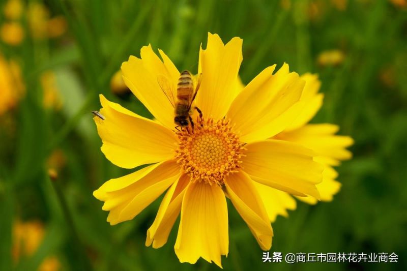 大花金鸡菊什么时候开花「大花金鸡菊什么时候开花的」