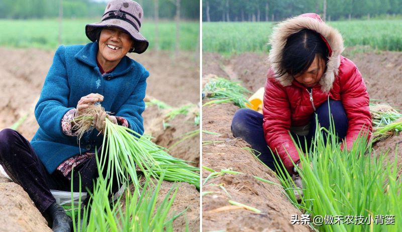 大葱怎么种植「大葱怎么种植方法视频」
