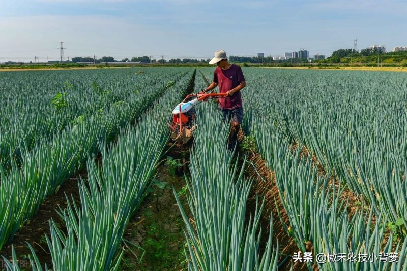 大葱怎么种植「大葱怎么种植方法视频」