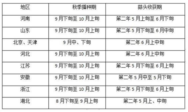 大蒜什么时候种「大蒜什么时候种植最佳」