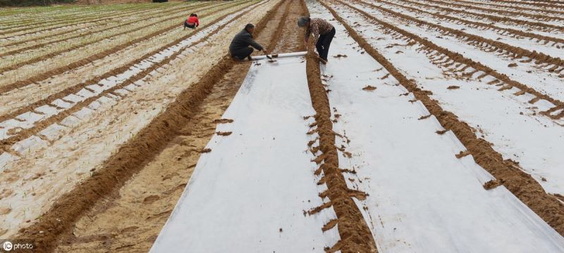 大蒜什么时候种「大蒜什么时候种植最佳」