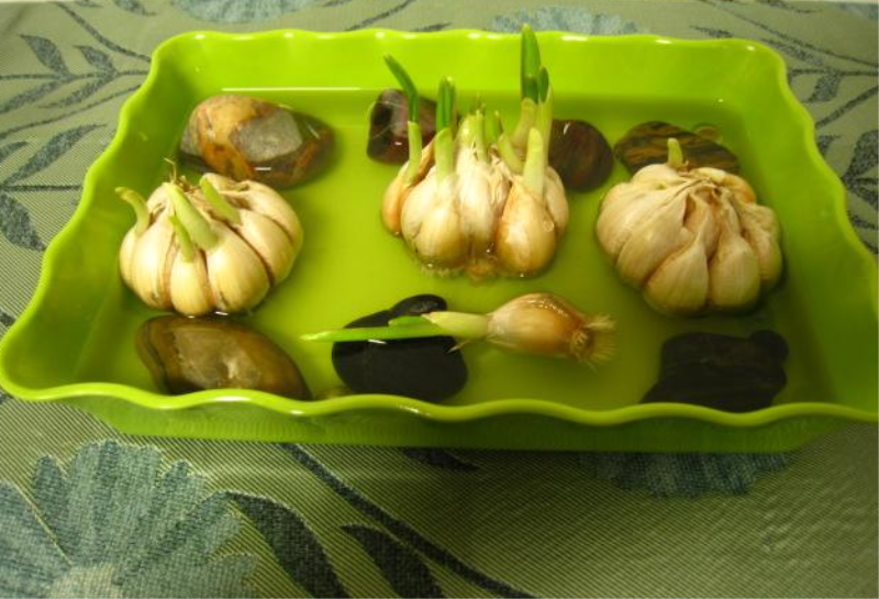 大蒜发芽怎么种「大蒜发芽怎么种水培」