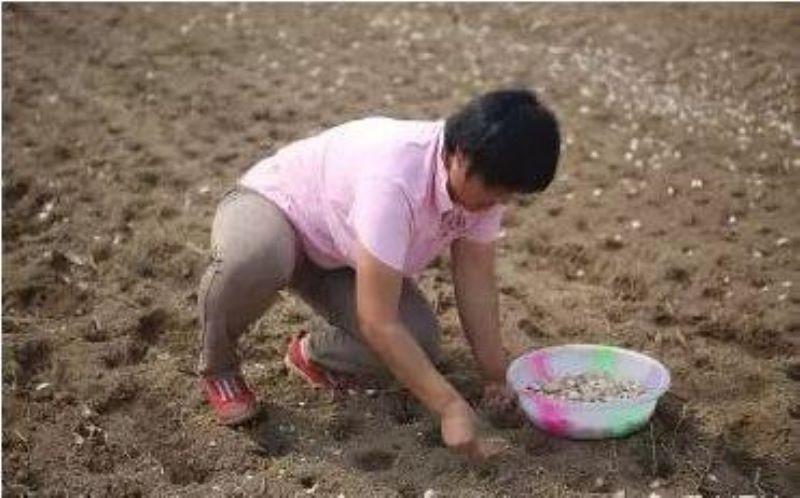 大蒜该怎么种植「大蒜该怎么种植方法」