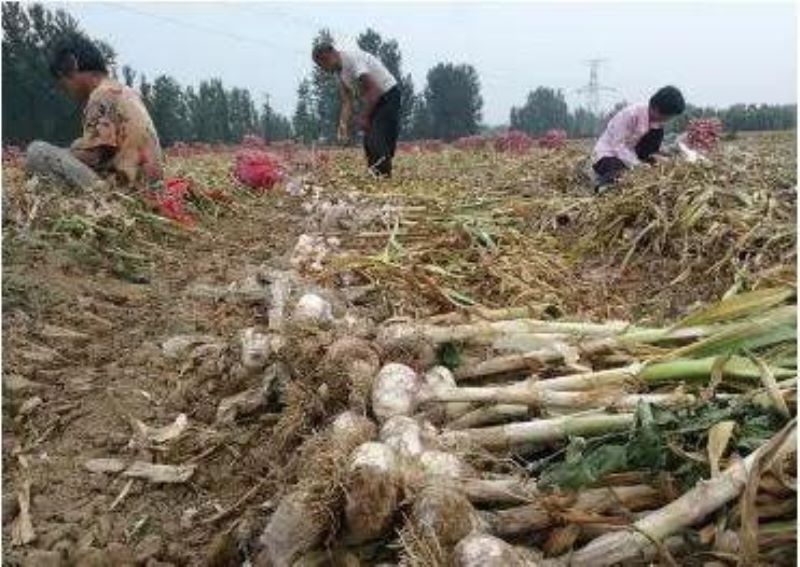 大蒜该怎么种植「大蒜该怎么种植方法」