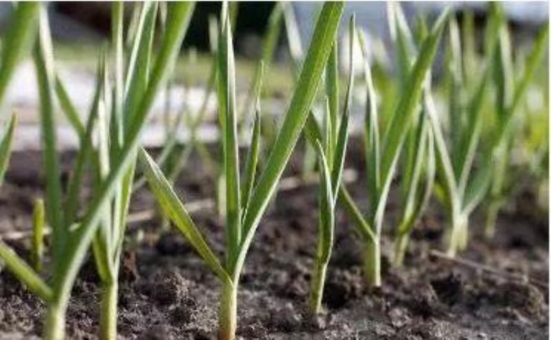 大蒜该怎么种植「大蒜该怎么种植方法」