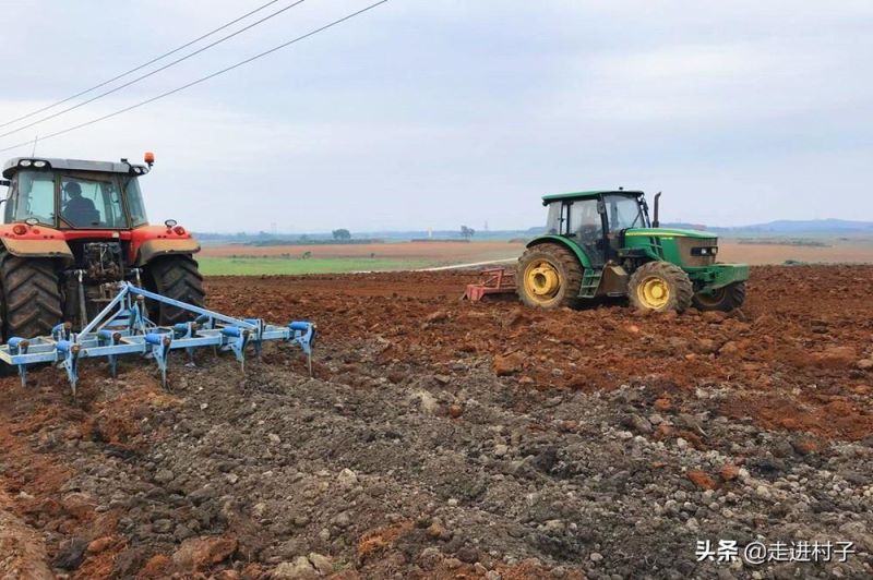 大蒜该怎么种植方法「大蒜该怎么种植方法文字简单」