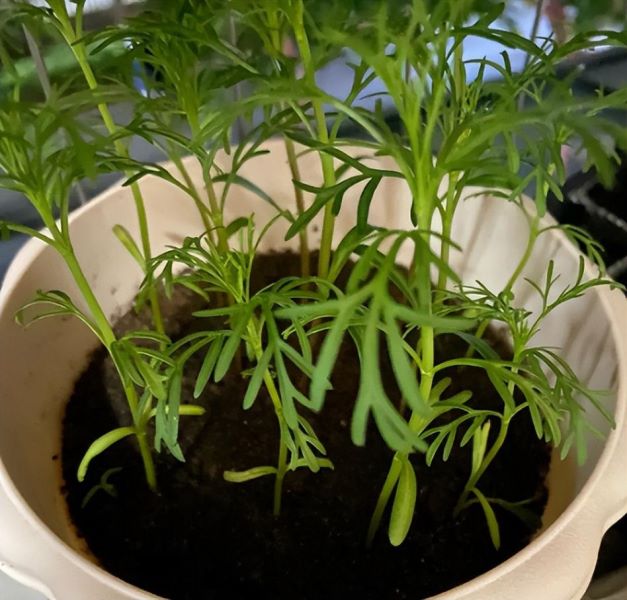 好养又好看的花有哪些「室内最好养10种花」