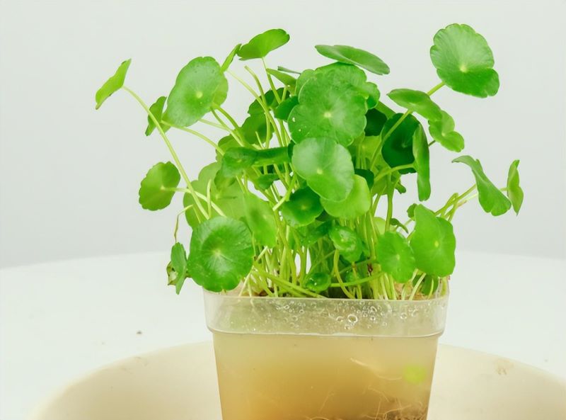 好养活的水生植物有哪些「好养活的水生植物有哪些图片」