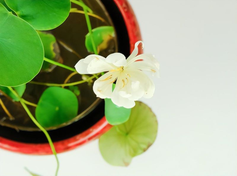 好养活的水生植物有哪些「好养活的水生植物有哪些图片」