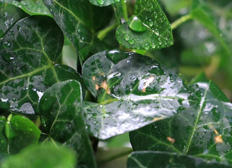 好养活的水生植物有哪些「好养活的水生植物有哪些图片」