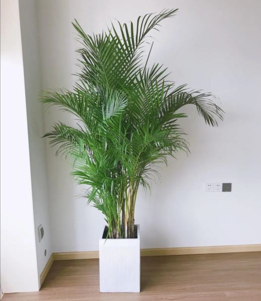 好养的客厅大型盆栽有哪些「好养的客厅大型盆栽有哪些品种」